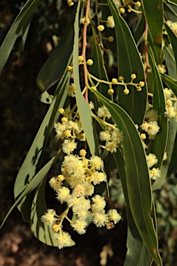 APII jpeg image of Acacia falciformis  © contact APII