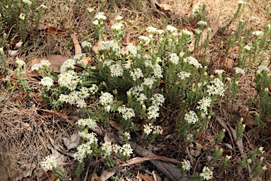 APII jpeg image of Pimelea linifolia subsp. linifolia  © contact APII