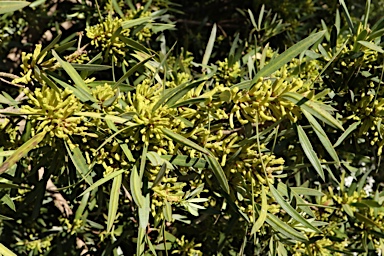 APII jpeg image of Podocarpus elatus  © contact APII