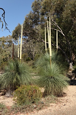 APII jpeg image of Xanthorrhoea glauca  © contact APII