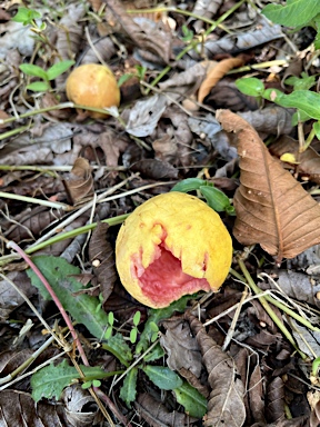 APII jpeg image of Psidium guajava  © contact APII