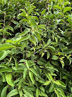 APII jpeg image of Jasminum simplicifolium subsp. australiense  © contact APII