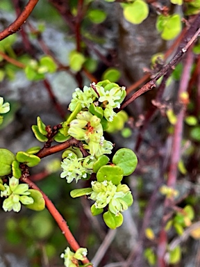 APII jpeg image of Muehlenbeckia complexa  © contact APII