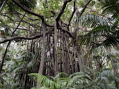 APII jpeg image of Ficus macrophylla f. columnaris  © contact APII