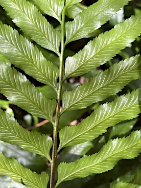 APII jpeg image of Asplenium milnei  © contact APII