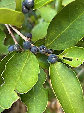 APII jpeg image of Celtis conferta subsp. amblyphylla  © contact APII