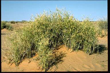 APII jpeg image of Zygochloa paradoxa  © contact APII