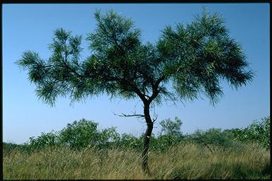 APII jpeg image of Acacia coriacea  © contact APII