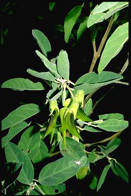 APII jpeg image of Crotalaria cunninghamii  © contact APII