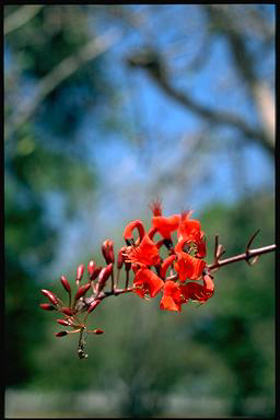 APII jpeg image of Erythrina vespertilio  © contact APII