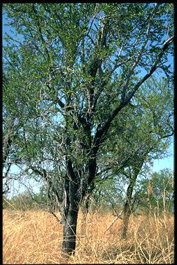 APII jpeg image of Excoecaria parvifolia  © contact APII