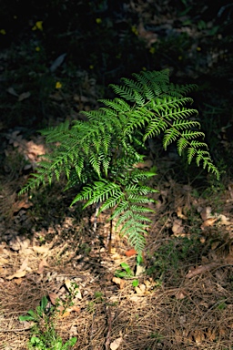 APII jpeg image of Pteridium esculentum  © contact APII