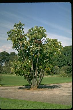 APII jpeg image of Schefflera actinophylla  © contact APII