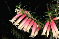 Epacris reclinata - click for larger image