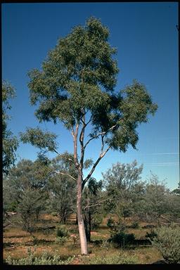 APII jpeg image of Corymbia blakei  © contact APII