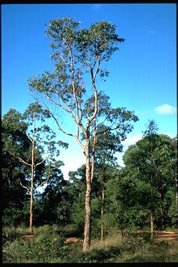 APII jpeg image of Corymbia bunites  © contact APII