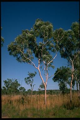 APII jpeg image of Corymbia collina  © contact APII