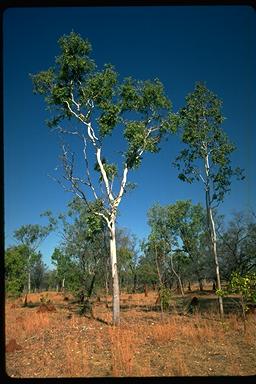 APII jpeg image of Corymbia confertiflora  © contact APII