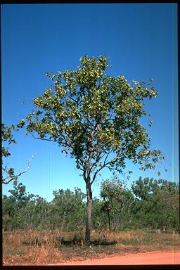 APII jpeg image of Corymbia ferruginea  © contact APII