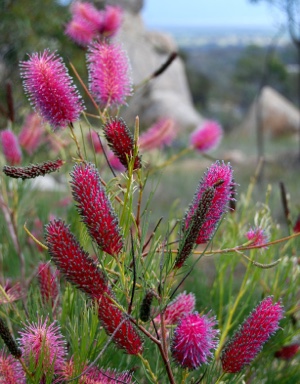 APII jpeg image of Grevillea 'Panrock Princess'  © contact APII