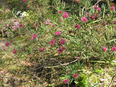 APII jpeg image of Grevillea 'Lawson Queen'  © contact APII