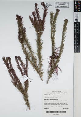 APII jpeg image of Calothamnus quadrifidus 'CalredGL'  © contact APII