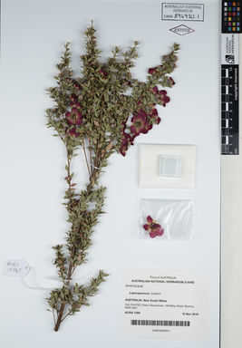 APII jpeg image of Leptospermum 'Lipstick'  © contact APII