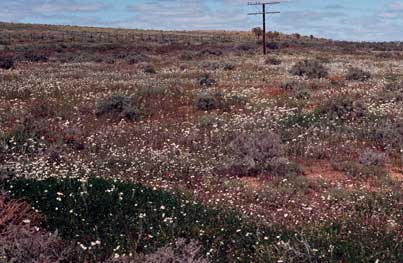 APII jpeg image of Rhodanthe corymbiflora,<br/>Brachyscome lineariloba  © contact APII