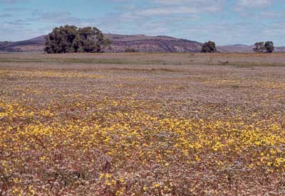 APII jpeg image of Goodenia pinnatifida,<br/>Limonium lobatum  © contact APII