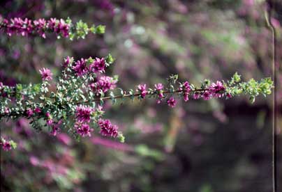 APII jpeg image of Bauera sessiliflora  © contact APII