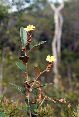 APII jpeg image of Hibbertia banksii  © contact APII