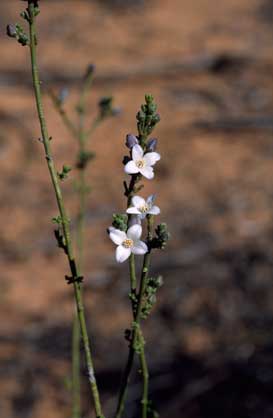 APII jpeg image of Boronia coerulescens subsp. coerulescens  © contact APII