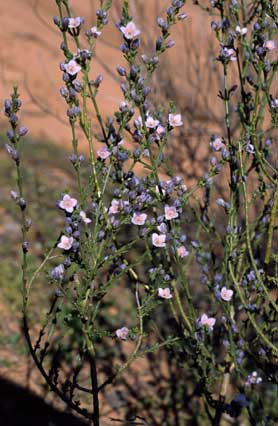 APII jpeg image of Boronia coerulescens subsp. coerulescens  © contact APII