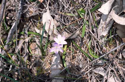 APII jpeg image of Chamaescilla corymbosa  © contact APII