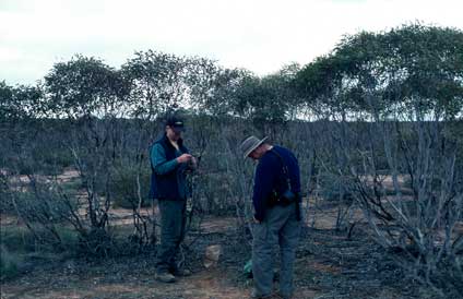 APII jpeg image of Eucalyptus socialis  © contact APII