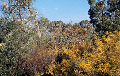 APII jpeg image of Grevillea decora subsp. decora  © contact APII