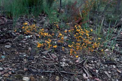 APII jpeg image of Dillwynia phylicoides  © contact APII