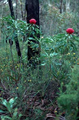 APII jpeg image of Telopea speciosissima  © contact APII