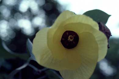 APII jpeg image of Hibiscus tiliaceus subsp. tiliaceus  © contact APII