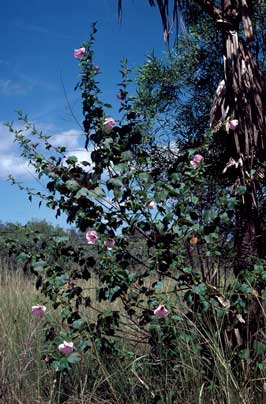 APII jpeg image of Hibiscus arnhemensis  © contact APII