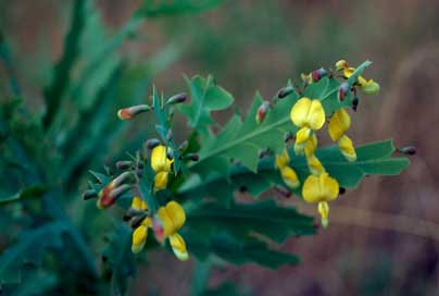 APII jpeg image of Bossiaea bossiaeoides  © contact APII