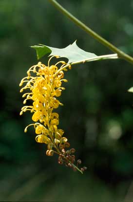 APII jpeg image of Grevillea aurea  © contact APII