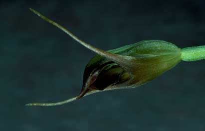 APII jpeg image of Pterostylis erecta  © contact APII