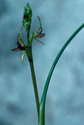 APII jpeg image of Prasophyllum ringens  © contact APII