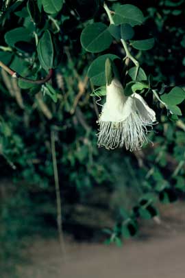 APII jpeg image of Capparis spinosa var. nummularia  © contact APII