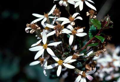 APII jpeg image of Olearia erubescens  © contact APII