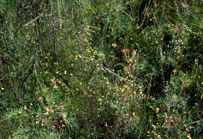 APII jpeg image of Pultenaea divaricata  © contact APII