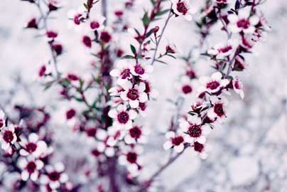 APII jpeg image of Leptospermum scoparium  © contact APII