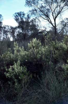 APII jpeg image of Grevillea paniculata  © contact APII