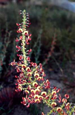 APII jpeg image of Daviesia microphylla  © contact APII